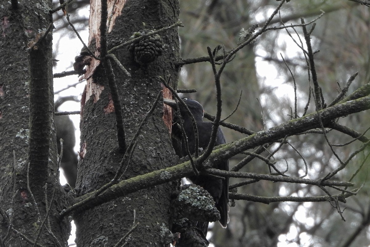 Black Woodpecker - ML645705911