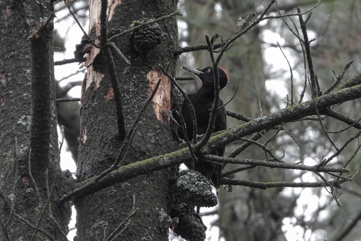 Black Woodpecker - ML645705912