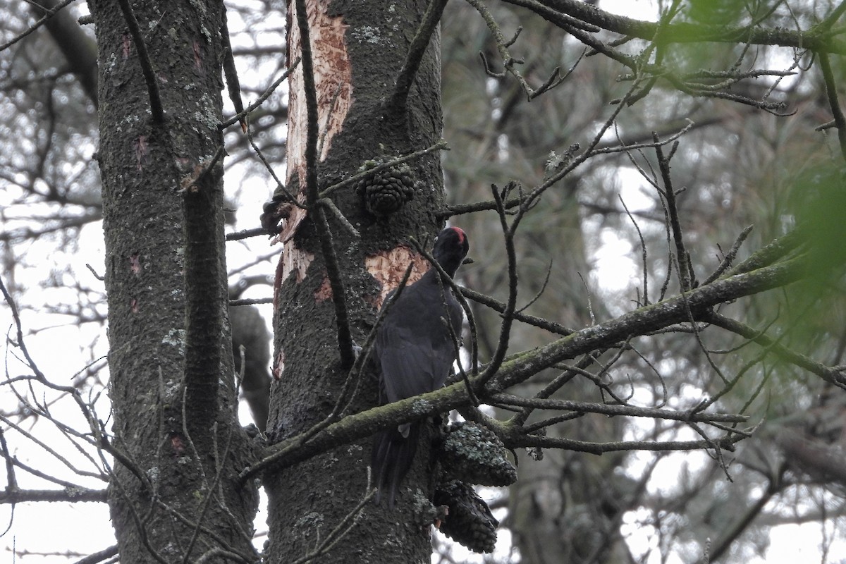 Black Woodpecker - ML645705913
