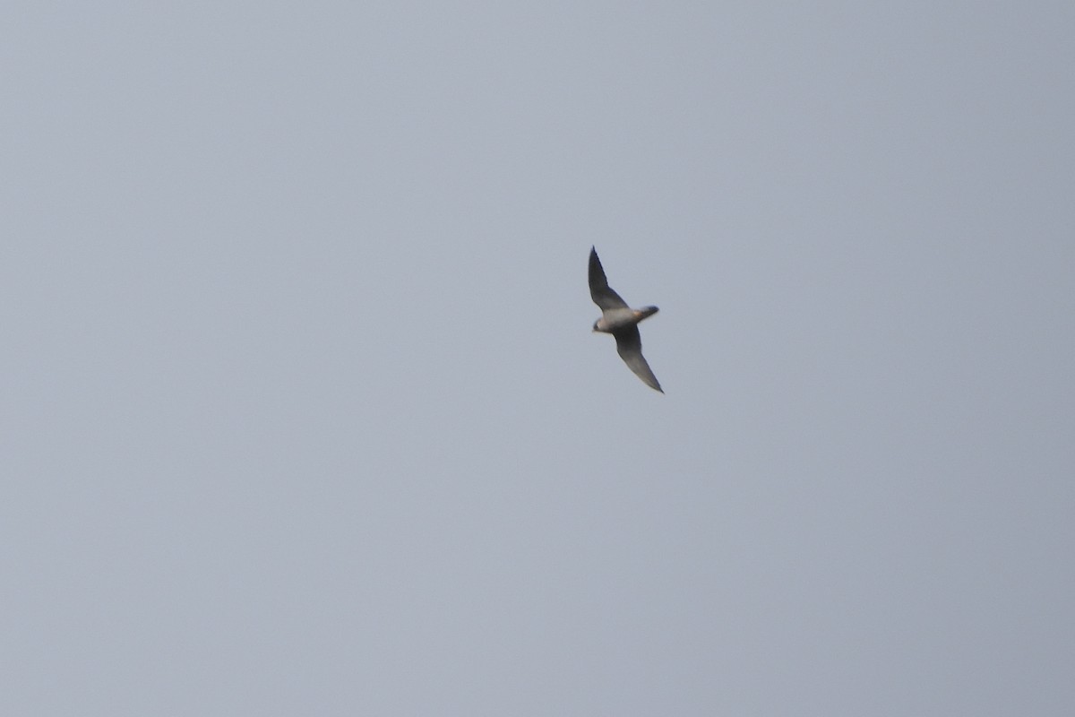 Falco pellegrino - ML645705918