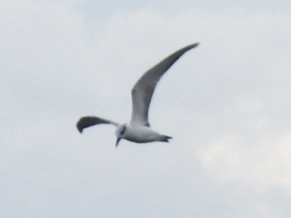Whiskered Tern - ML645705920