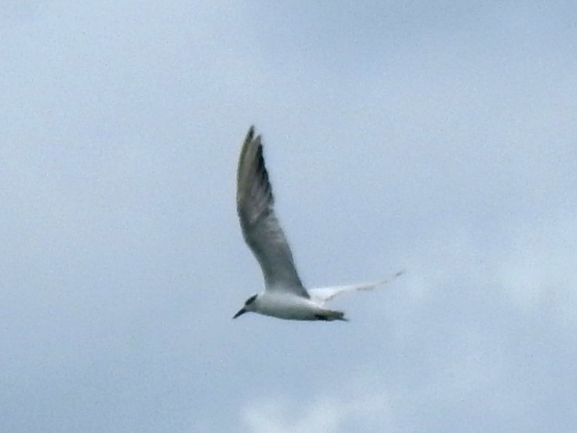 Whiskered Tern - ML645705921