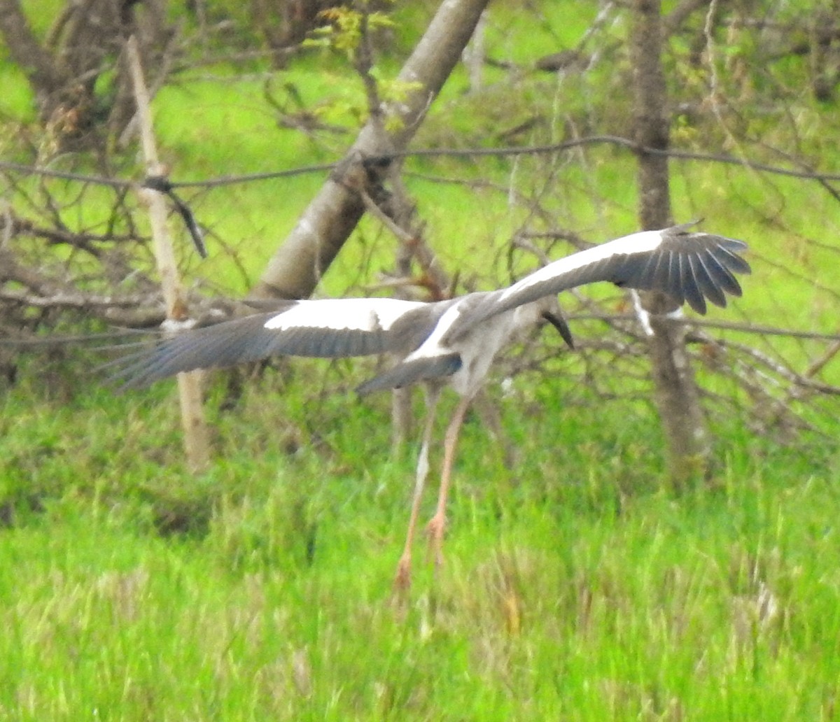 Asian Openbill - ML645705929