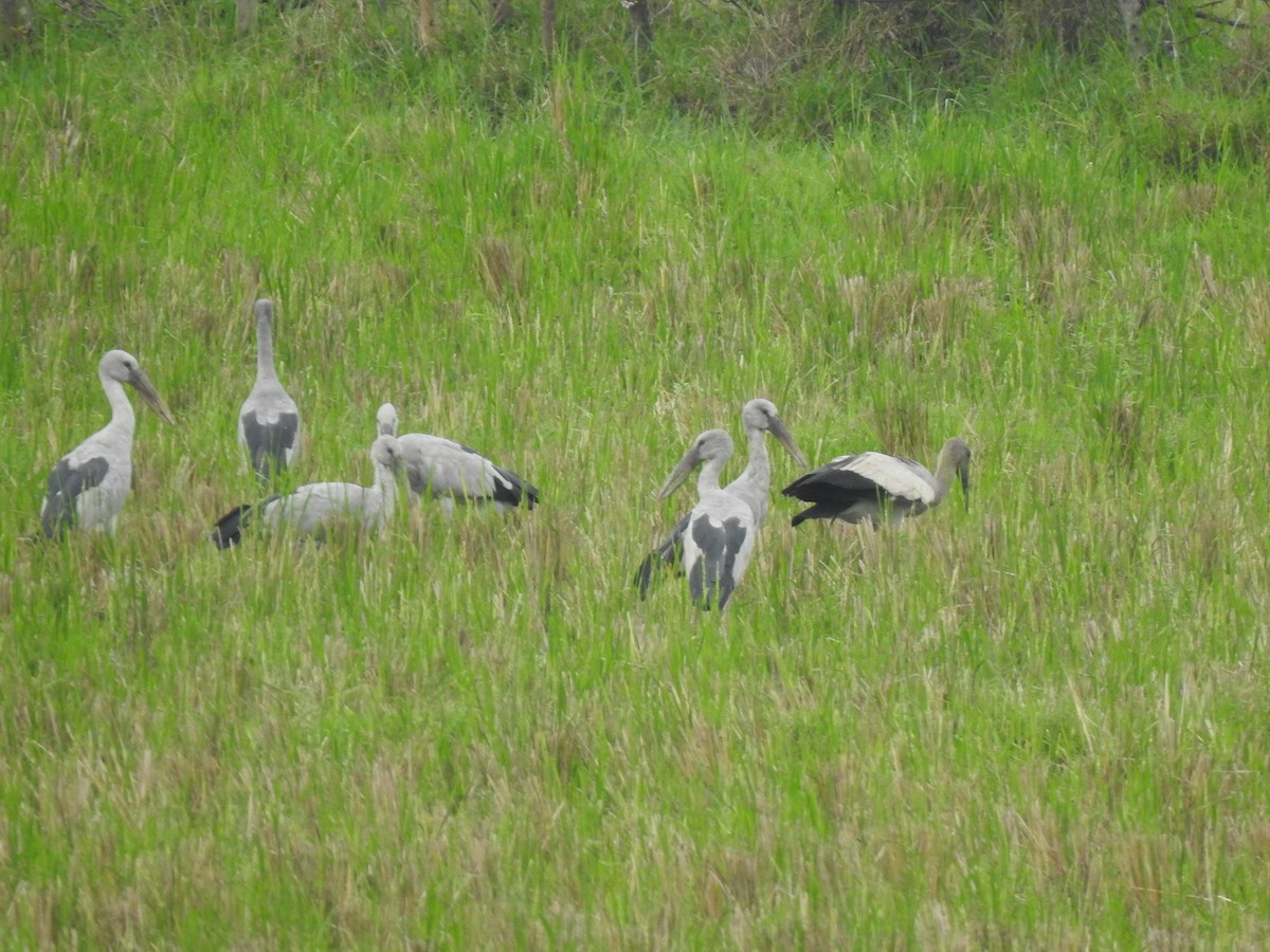 Asian Openbill - ML645705930