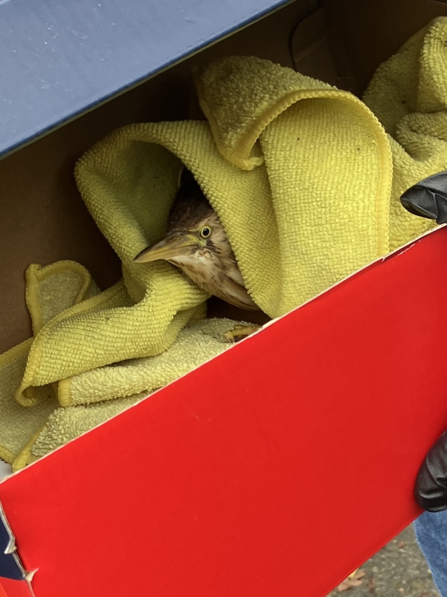 bukáček malý - ML645705932