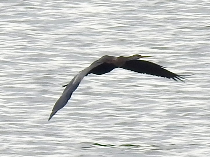 Oriental Darter - ML645705937