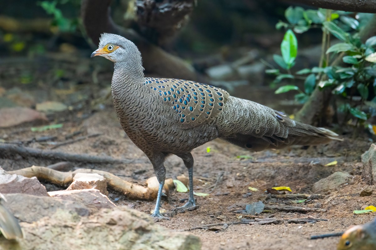 Indochina-Pfaufasan - ML645705945