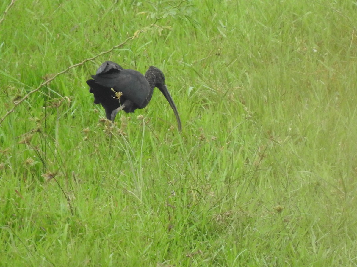 Glossy Ibis - ML645705948