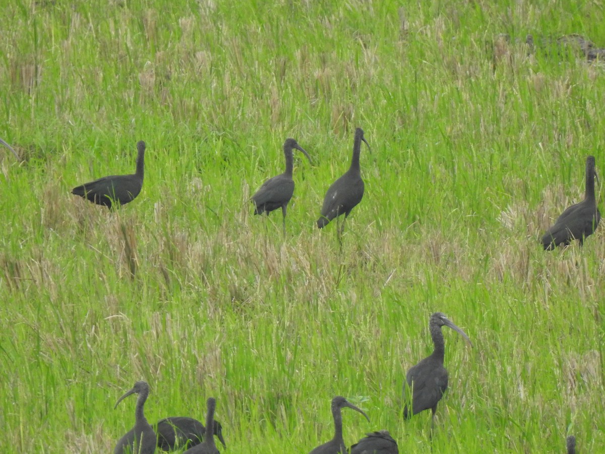 Glossy Ibis - ML645705949