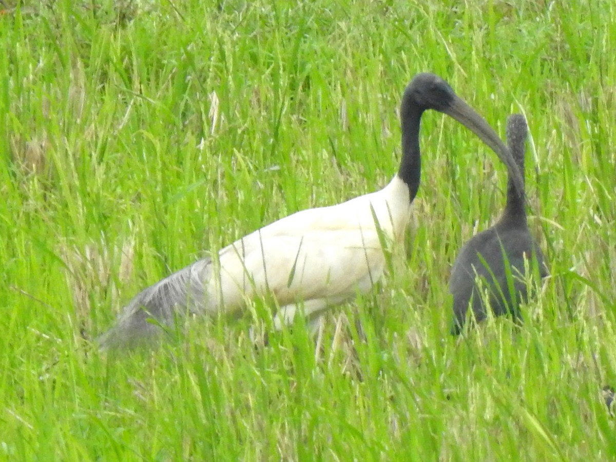 Black-headed Ibis - ML645705955