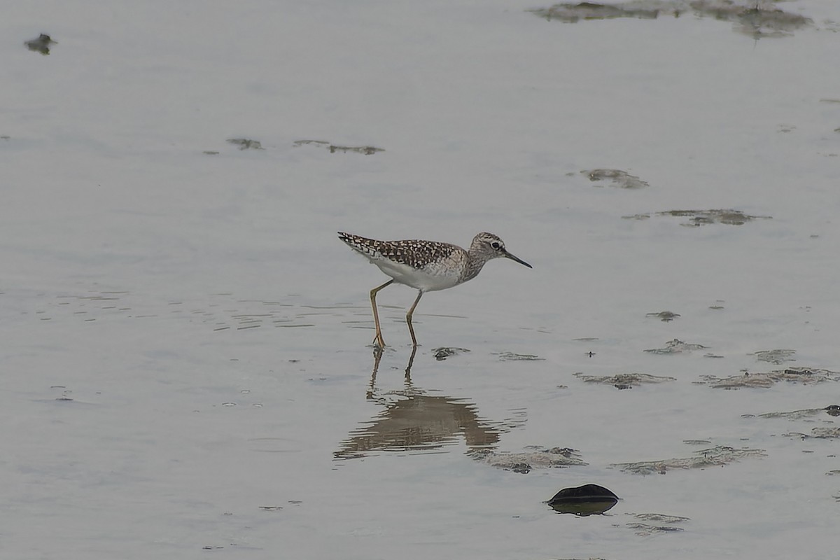 vodouš bahenní - ML645705956