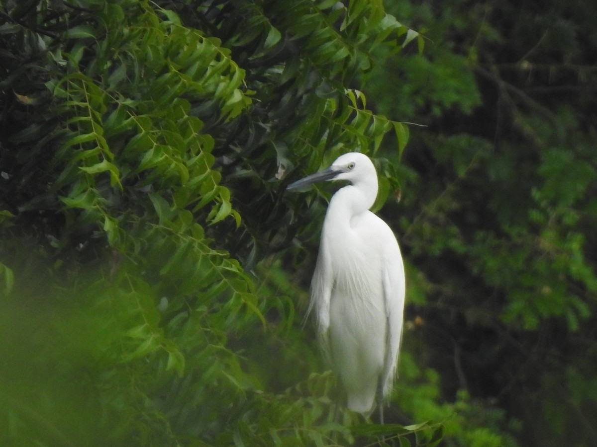 Little Egret - ML645705958