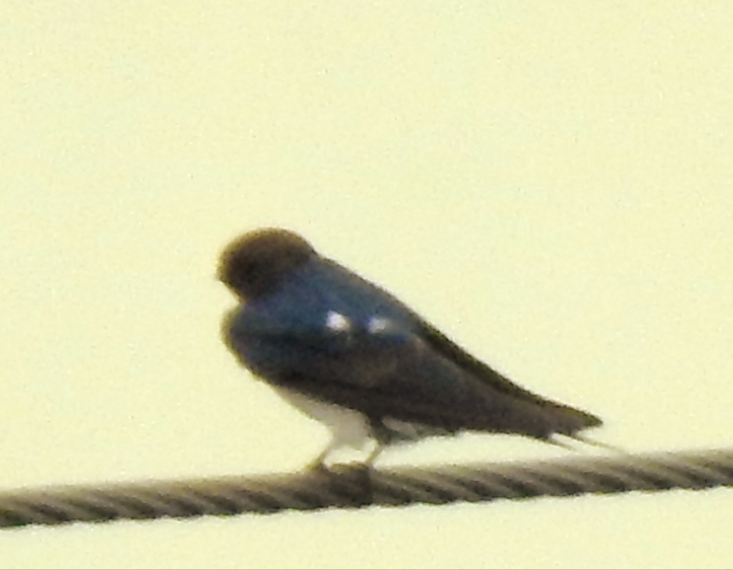 Barn Swallow - ML645705976
