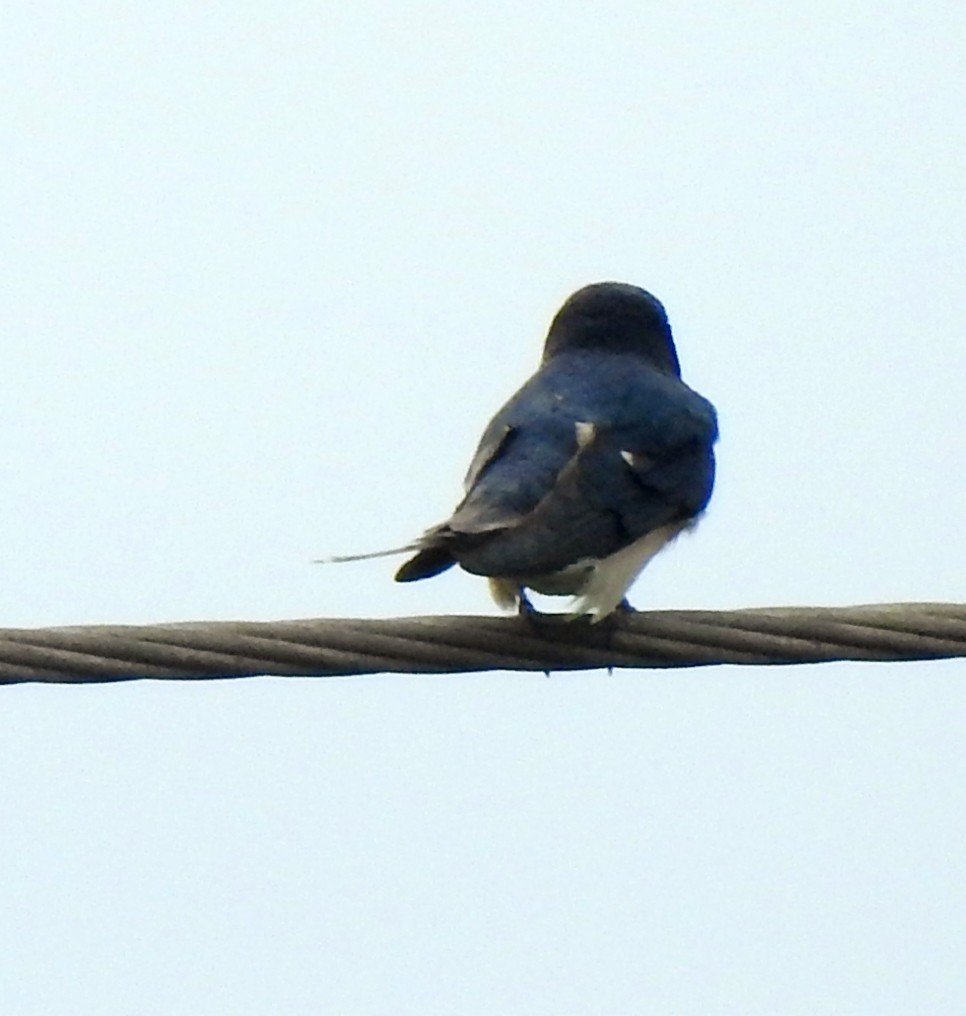 Barn Swallow - ML645705977