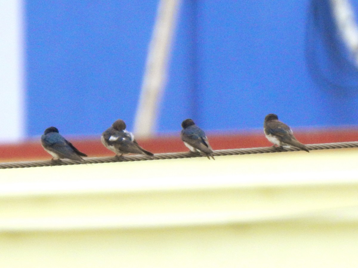 Barn Swallow - ML645705978