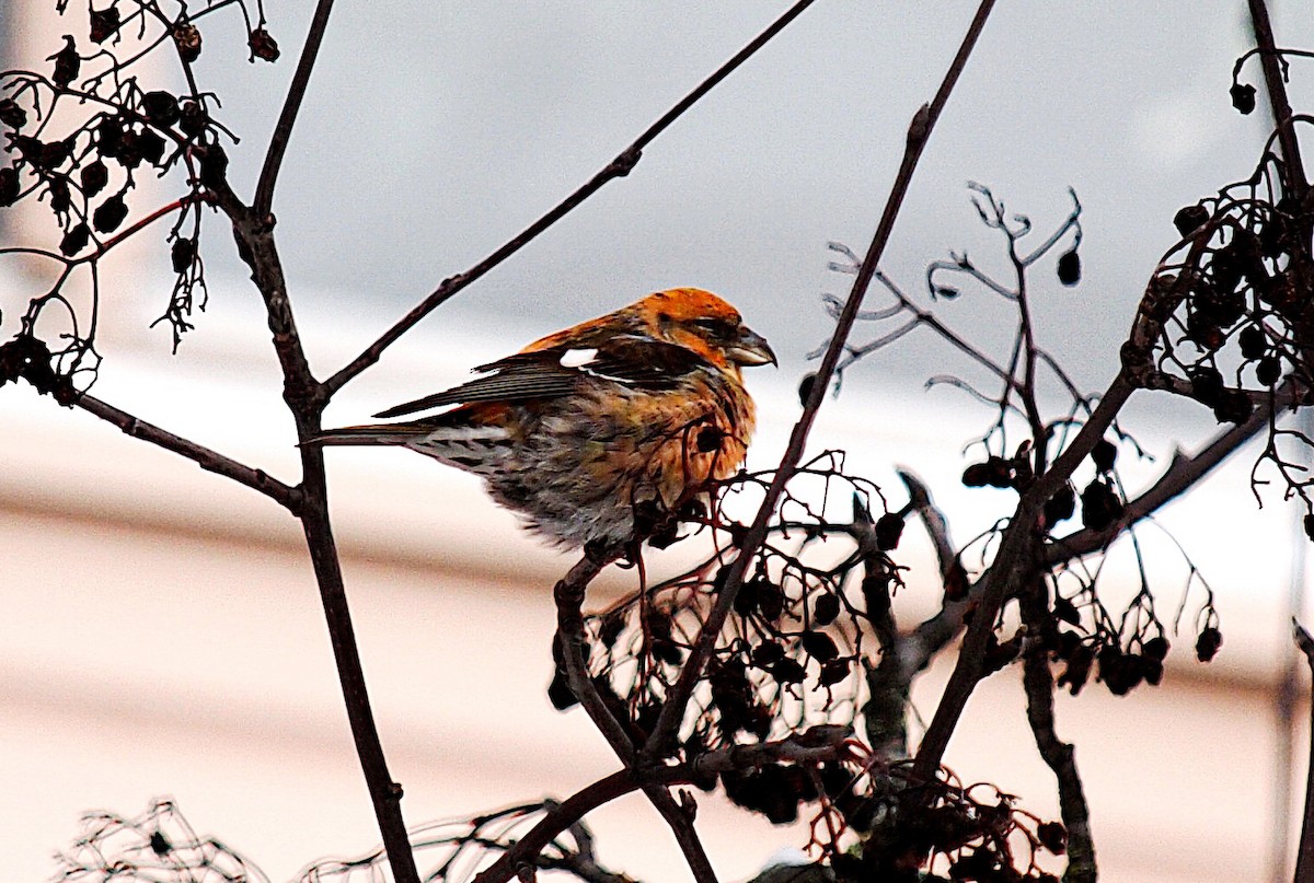 křivka bělokřídlá - ML645705980