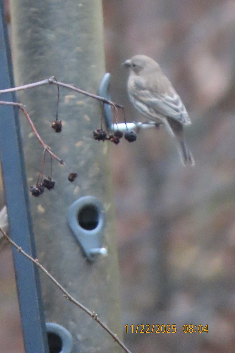 Roselin familier - ML645705985