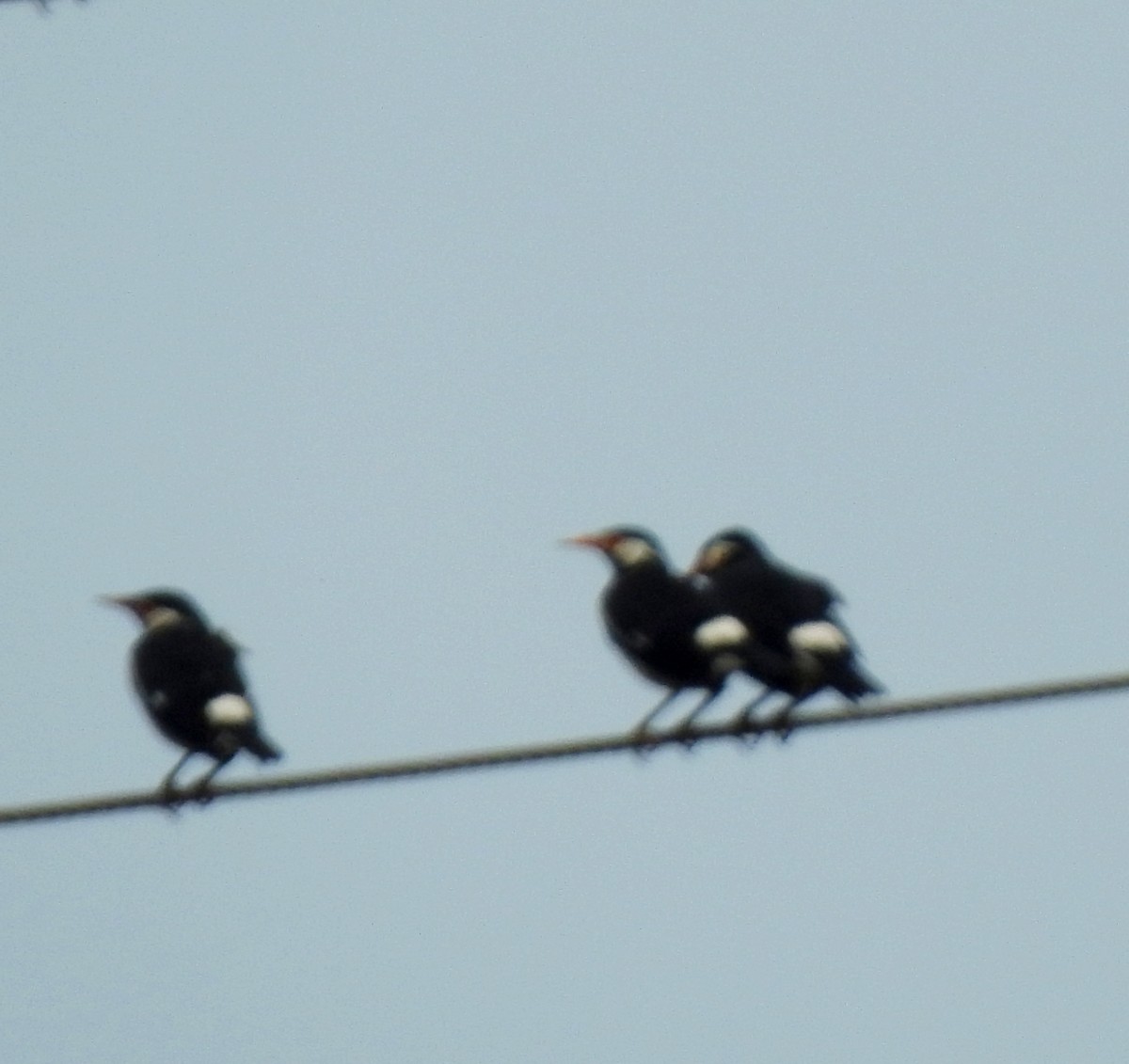 Indian Pied Starling - ML645705989