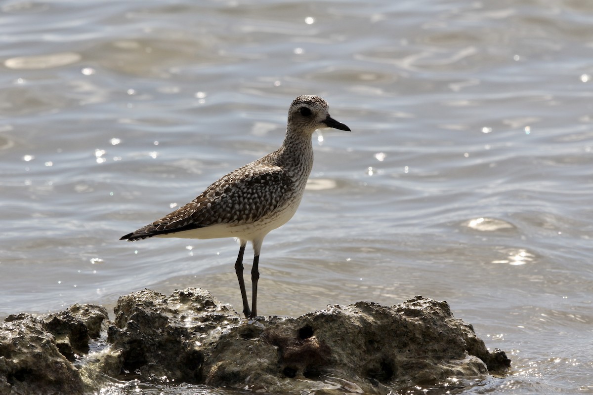Chorlito Gris - ML645705990