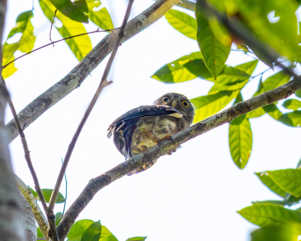 ハーディスズメフクロウ - ML645705999