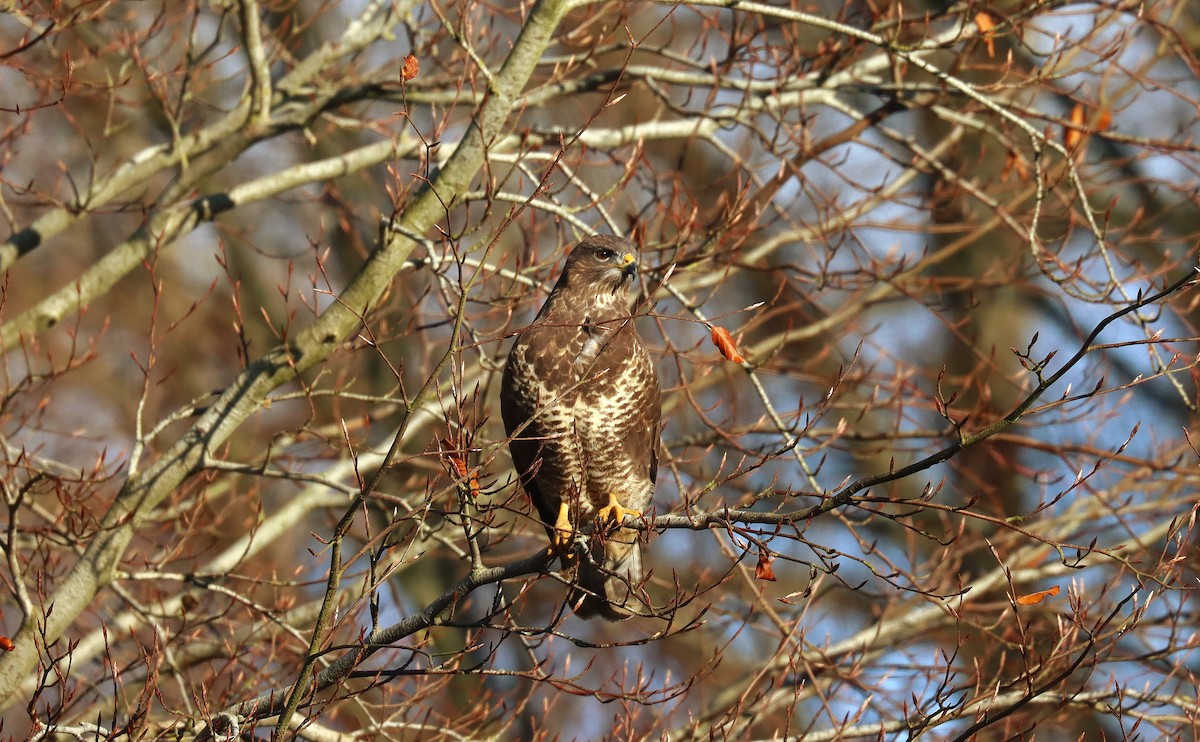 Common Buzzard - ML645706002