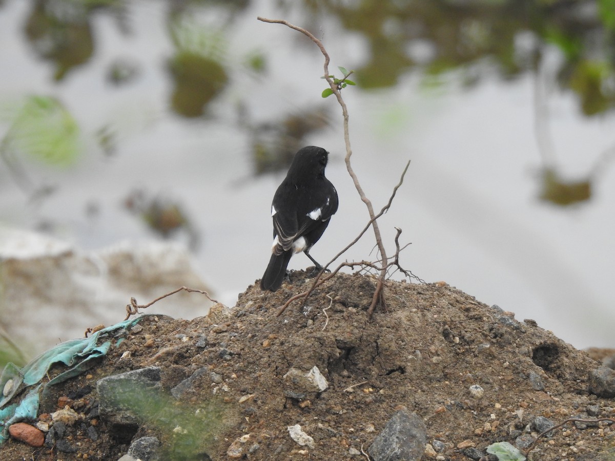 Pied Bushchat - ML645706005
