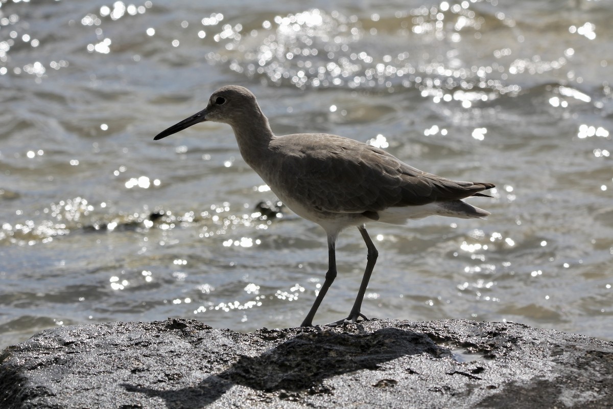 Willet - ML645706007