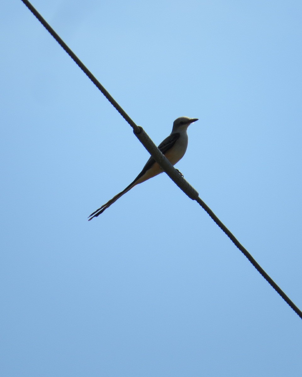 Scissor-tailed Flycatcher - ML645706011