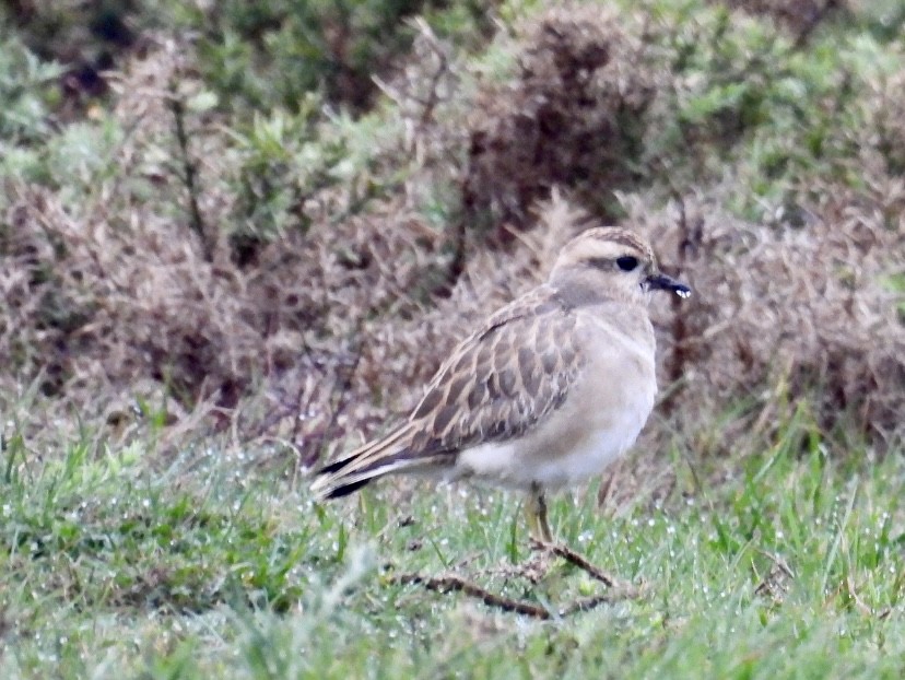 Eurasian Dotterel - ML645706016