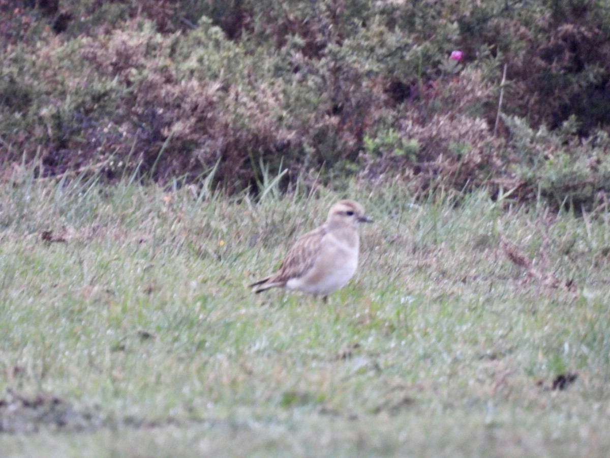 Eurasian Dotterel - ML645706017