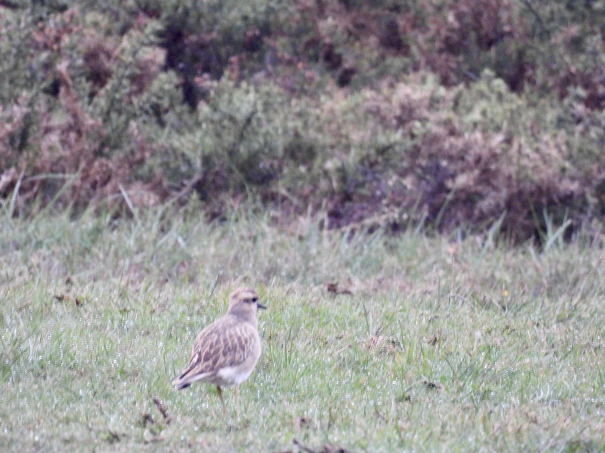Eurasian Dotterel - ML645706018