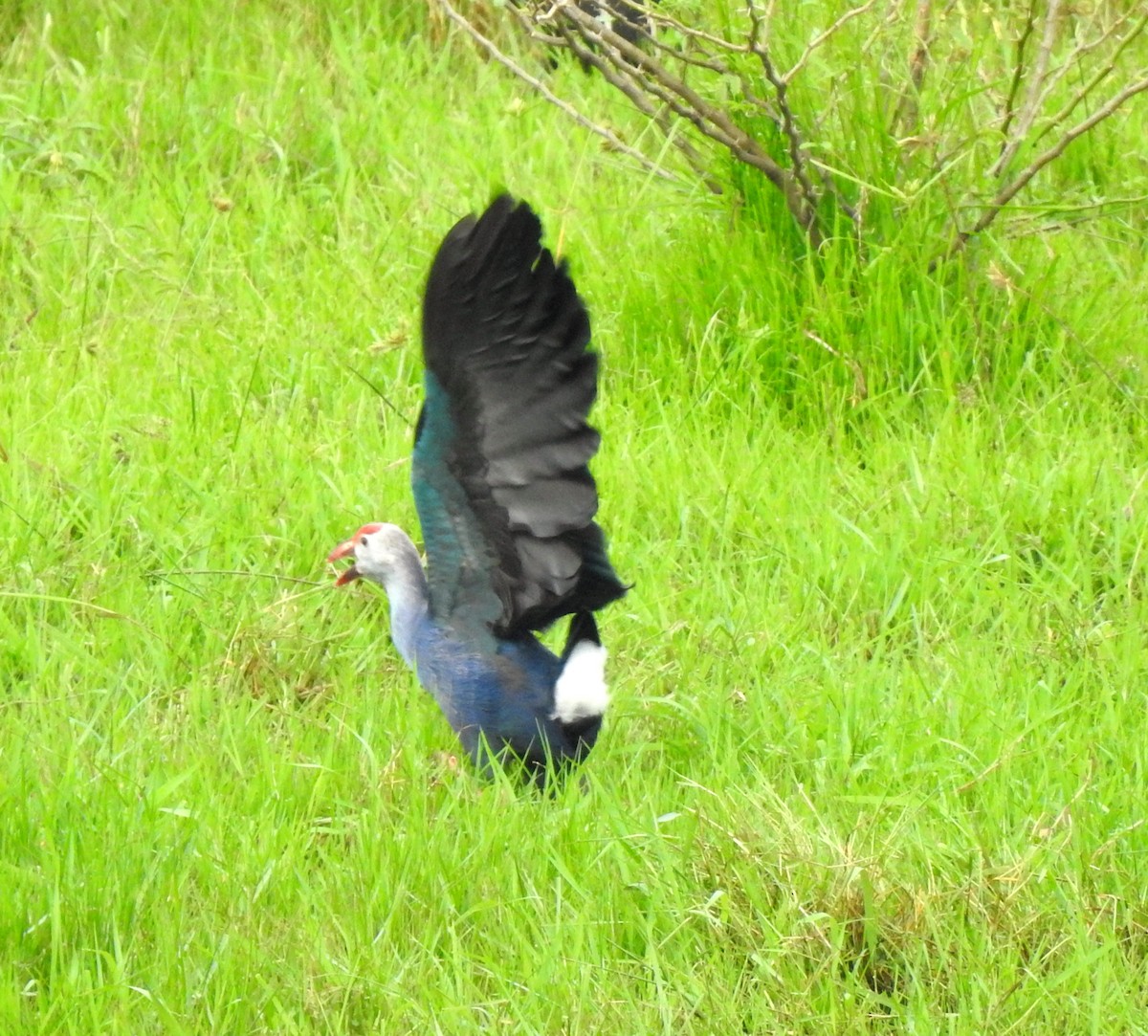 Gray-headed Swamphen - ML645706019