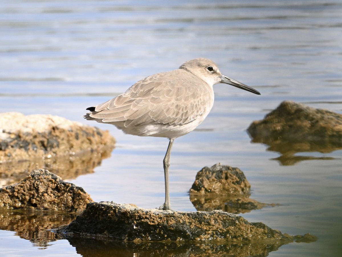 Willet - ML645706021