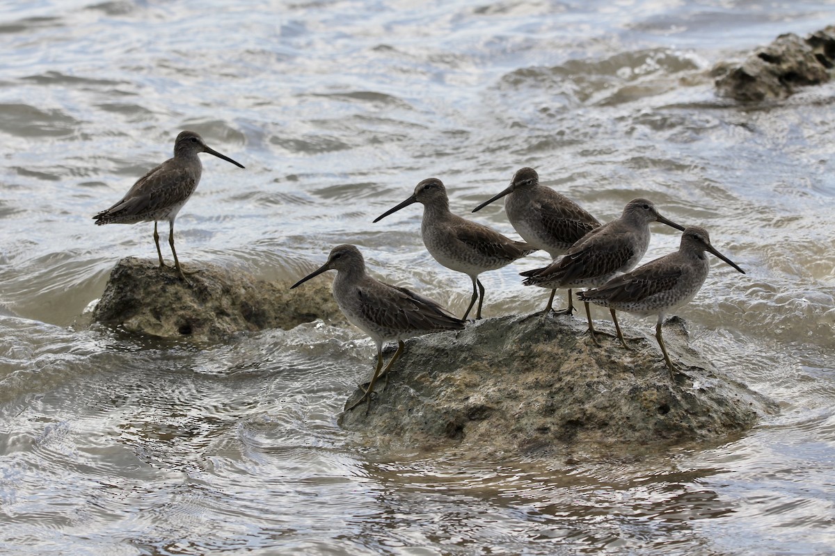 Short-billed Dowitcher - ML645706030