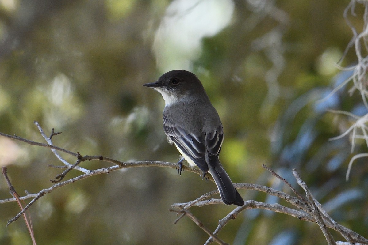 Eastern Phoebe - ML645706044