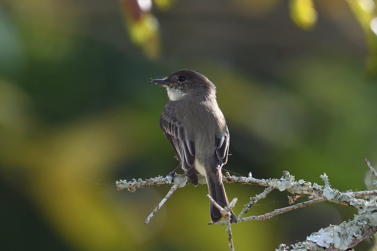 Eastern Phoebe - ML645706048
