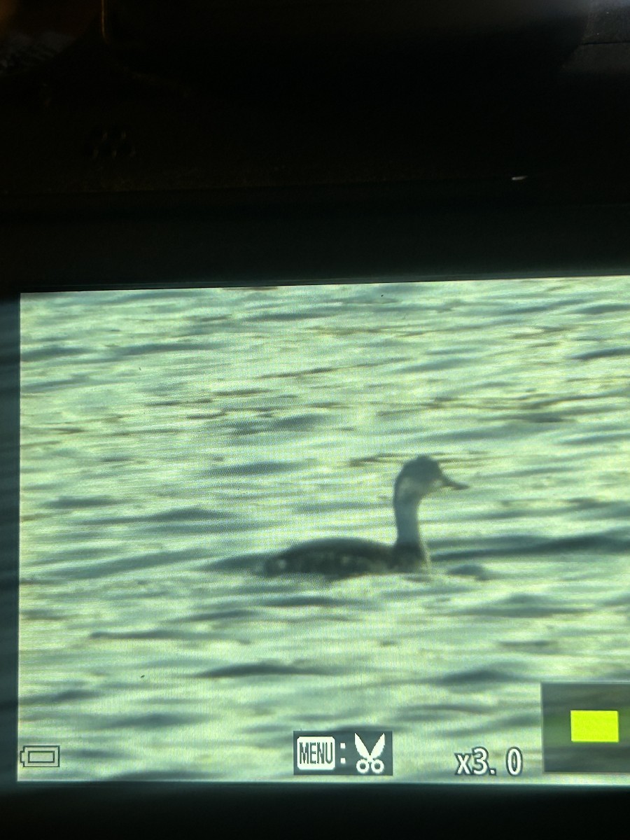 Eared Grebe - ML645706049