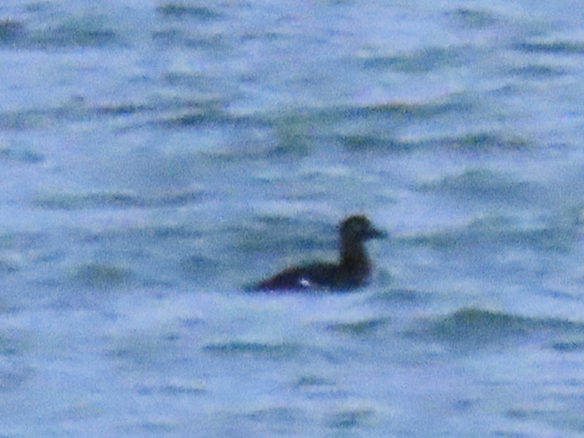 Velvet Scoter - ML645706054