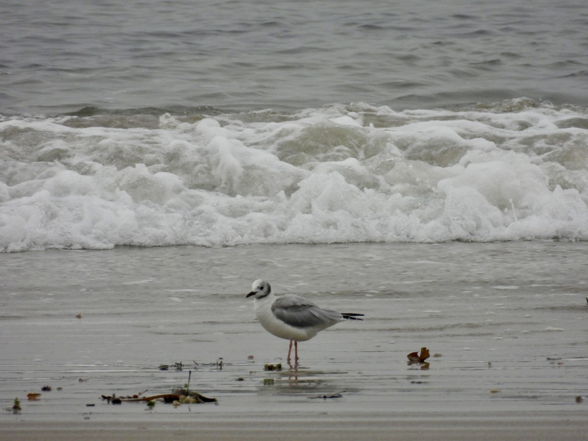 Bonaparte's Gull - ML645706056