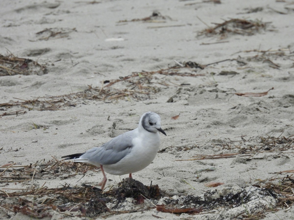 Bonaparte's Gull - ML645706057
