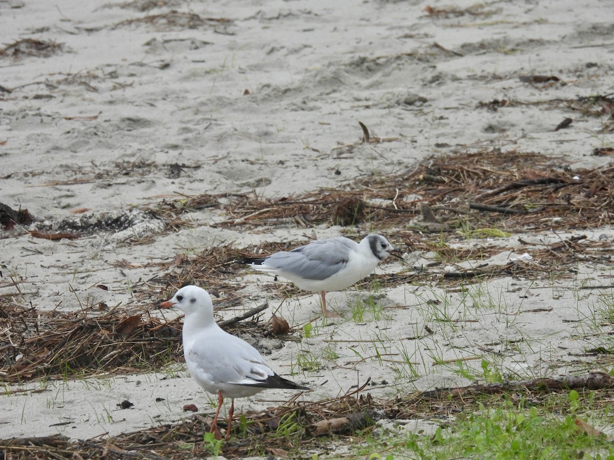 Bonaparte's Gull - ML645706059