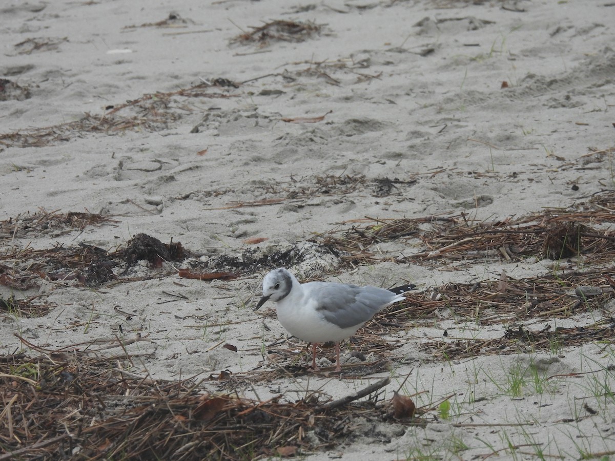 Bonaparte's Gull - ML645706060