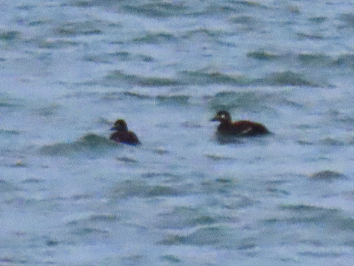 Velvet Scoter - ML645706061