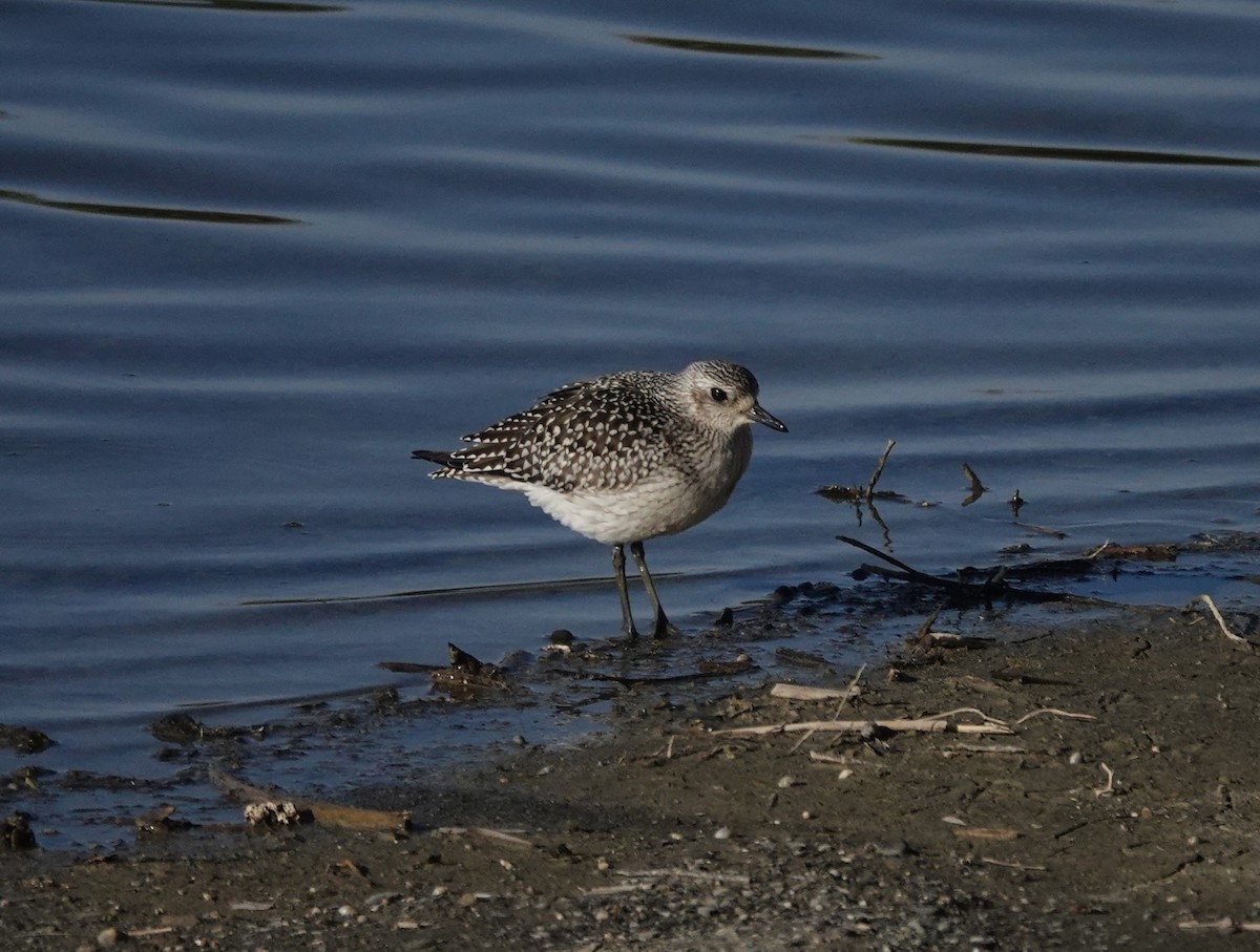 Chorlito Gris - ML645706063