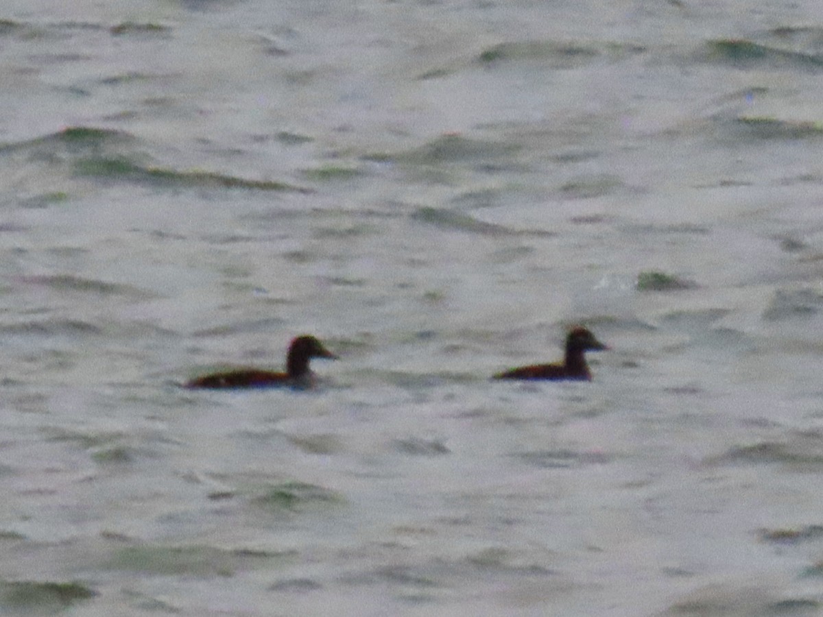 Velvet Scoter - ML645706064