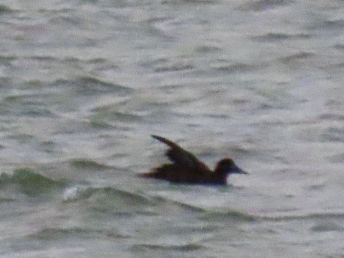 Velvet Scoter - ML645706066
