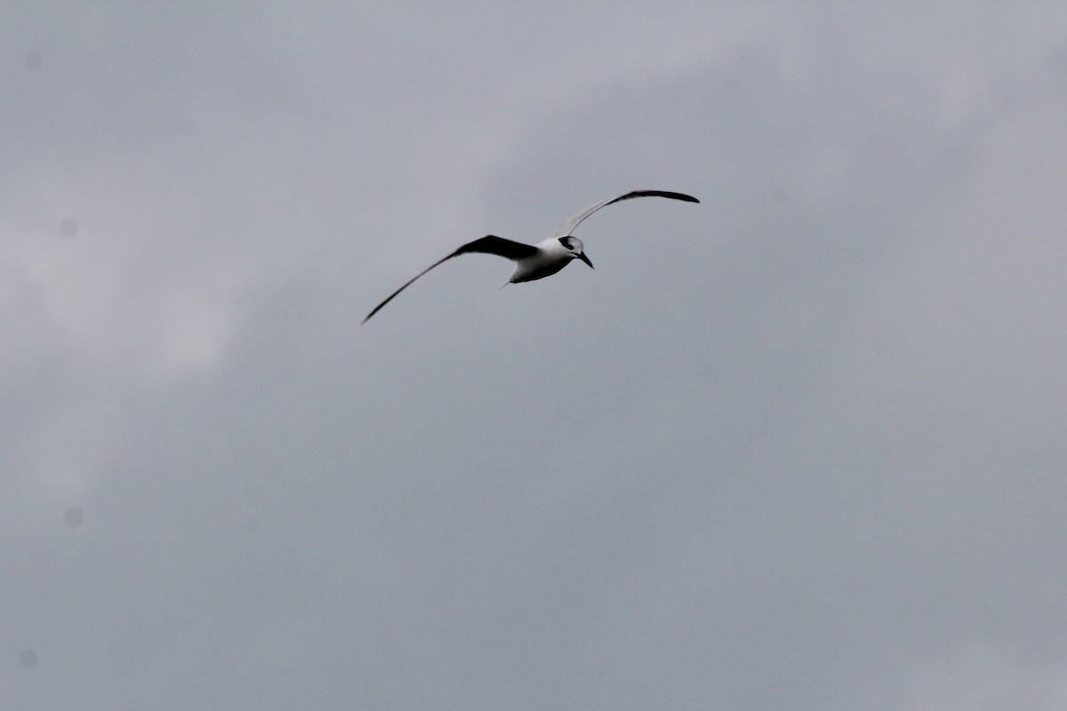 Sandwich Tern - ML645706083