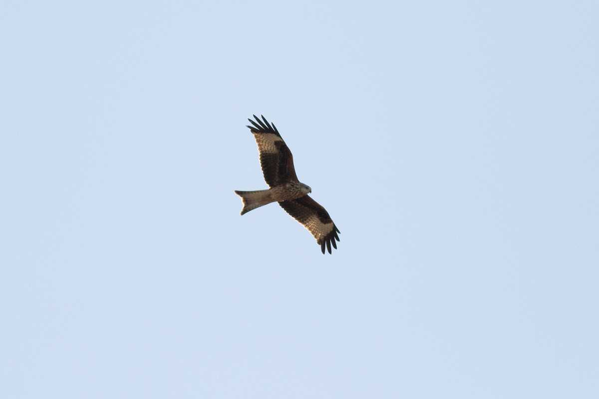 Red Kite - ML645706093