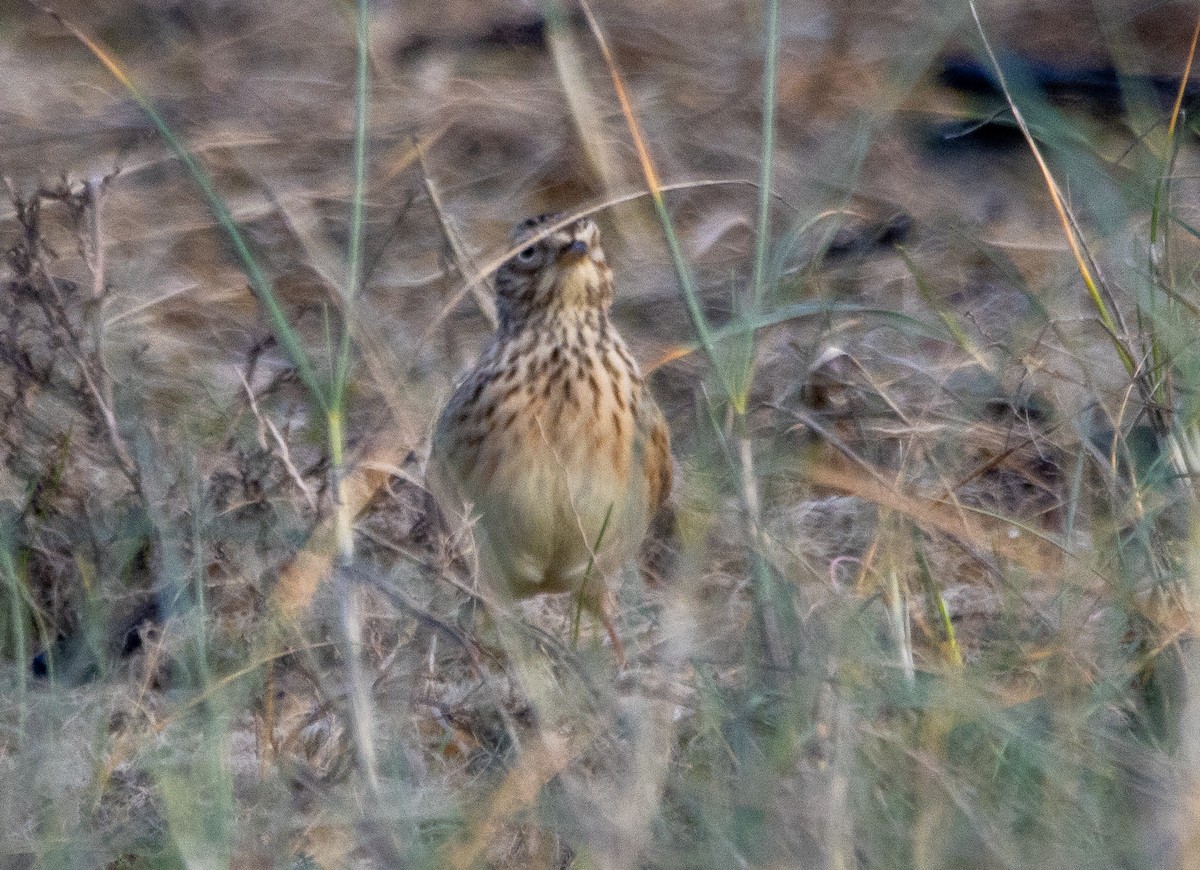 Eurasian Skylark - ML645706097