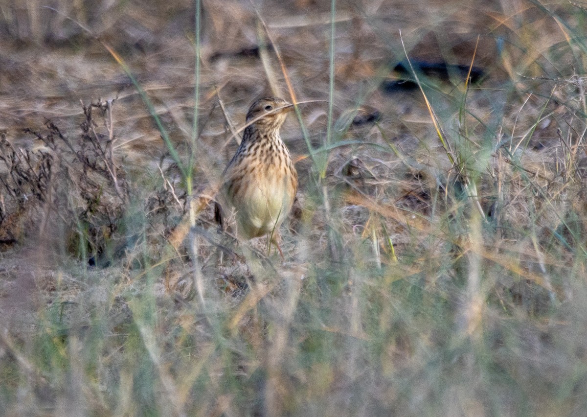 Eurasian Skylark - ML645706098